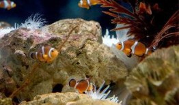 爆料小丑鱼视频大全最新